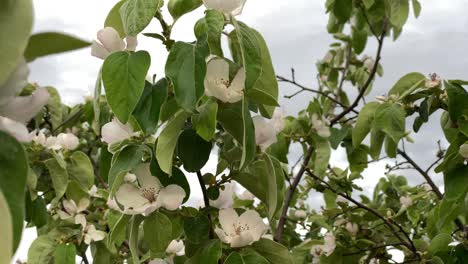 primer plano de flores de membrillo, membrillo durante el período de floración, flor
