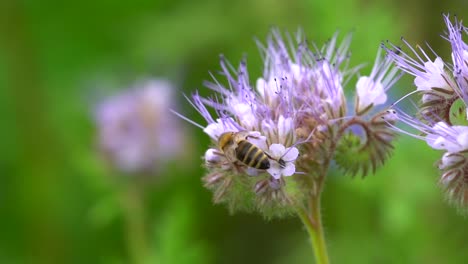 bee during pollination process in flower during sunlight, flora and fauna in wild nature - macro detail shot