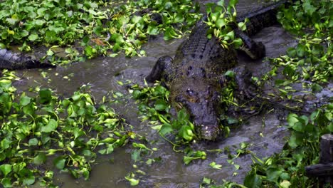 saltwater crocodile walking in the shallow river with aquatic plants at barnacles crocodile farm, indonesia