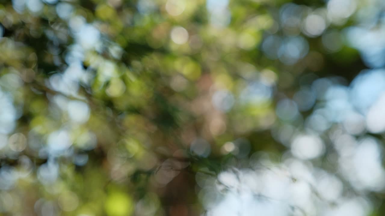 luz bokeh en el jardín