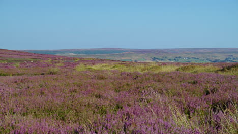 heather season, north york moors national park yorkshire summer 2022 - cinema camera prores 4k clip 11