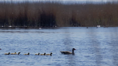 greylag goose family swimming in a lake surrounded by reed