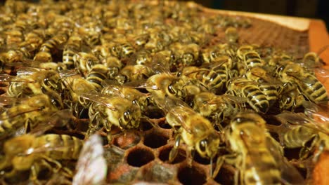 abejas melíferas en el panal