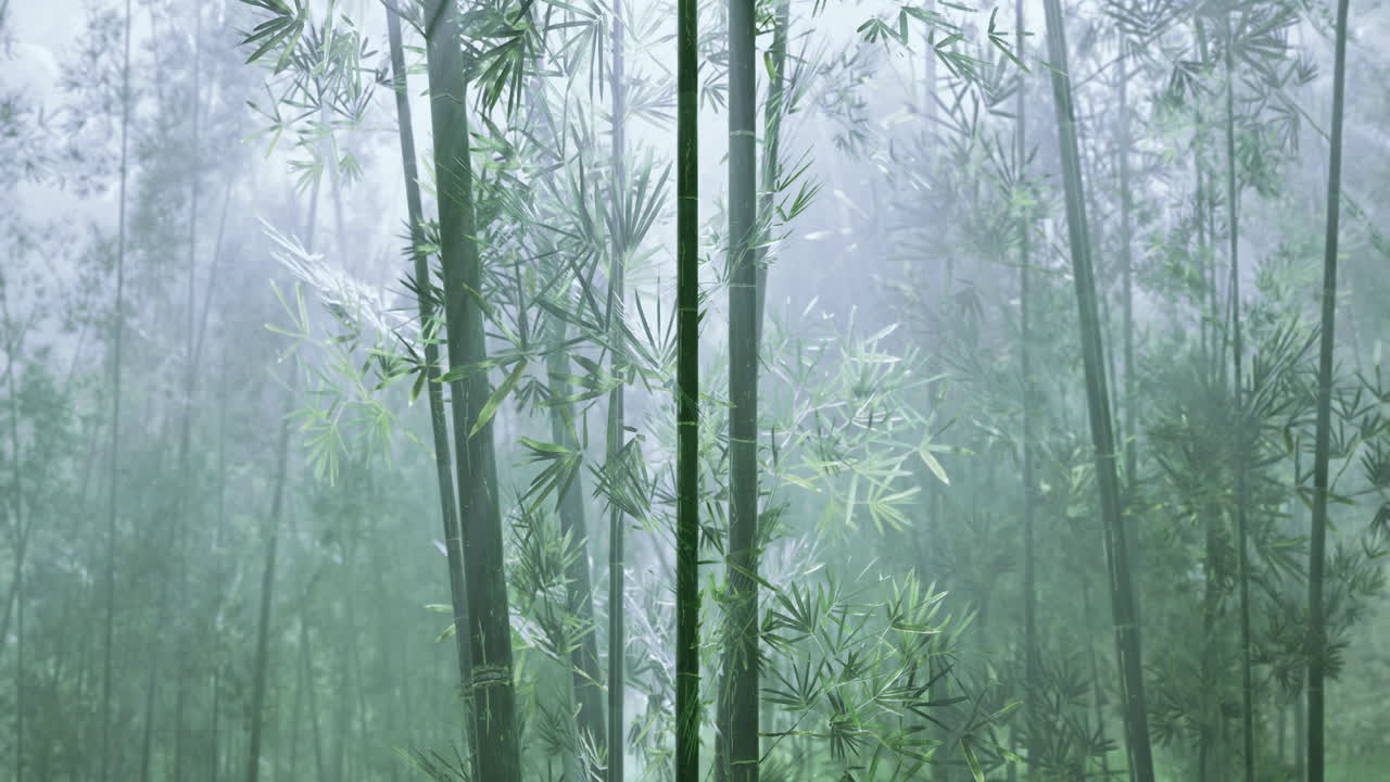 bosque de bambú envuelto en niebla durante las primeras horas de la mañana