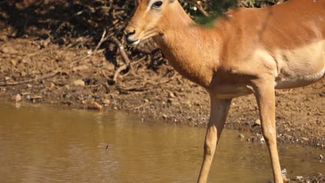 Nahaufnahme-Eines-Impalas,-Der-Auf-Der-Hut-Vor-Raubtieren-Ist,-Während-Er-An-Der-Wasserstelle-Trinkt