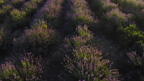 lavender field aerial view