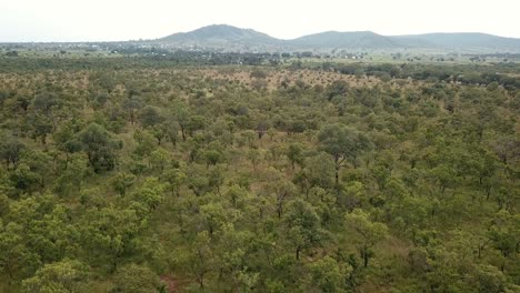 Aerial-Shot-of-the-African-Savannah-a-Mikumi-National-Park,-Tanzania