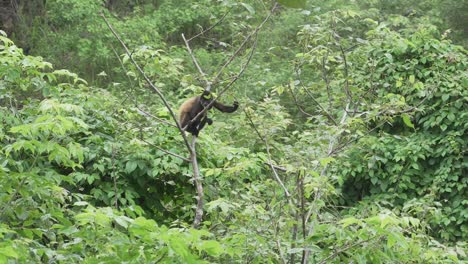 Monkey-ape-primate-sitting-on-branch-in-jungle-rainforest-grabbing-tree,-exotic-landscape-nature