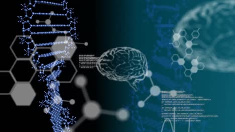 DNA,-Gehirndiagramme,-Daten-Und-Molekulare-Strukturen-Auf-Schwarzem-Hintergrund