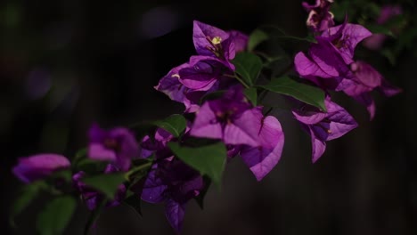 flores vibrantes y violetas soplando suavemente en la brisa en un jardín nocturno