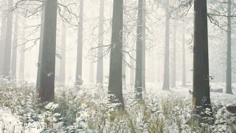 Mystische-Silhouetten-Von-Bäumen-Im-Nebligen-Winterwald