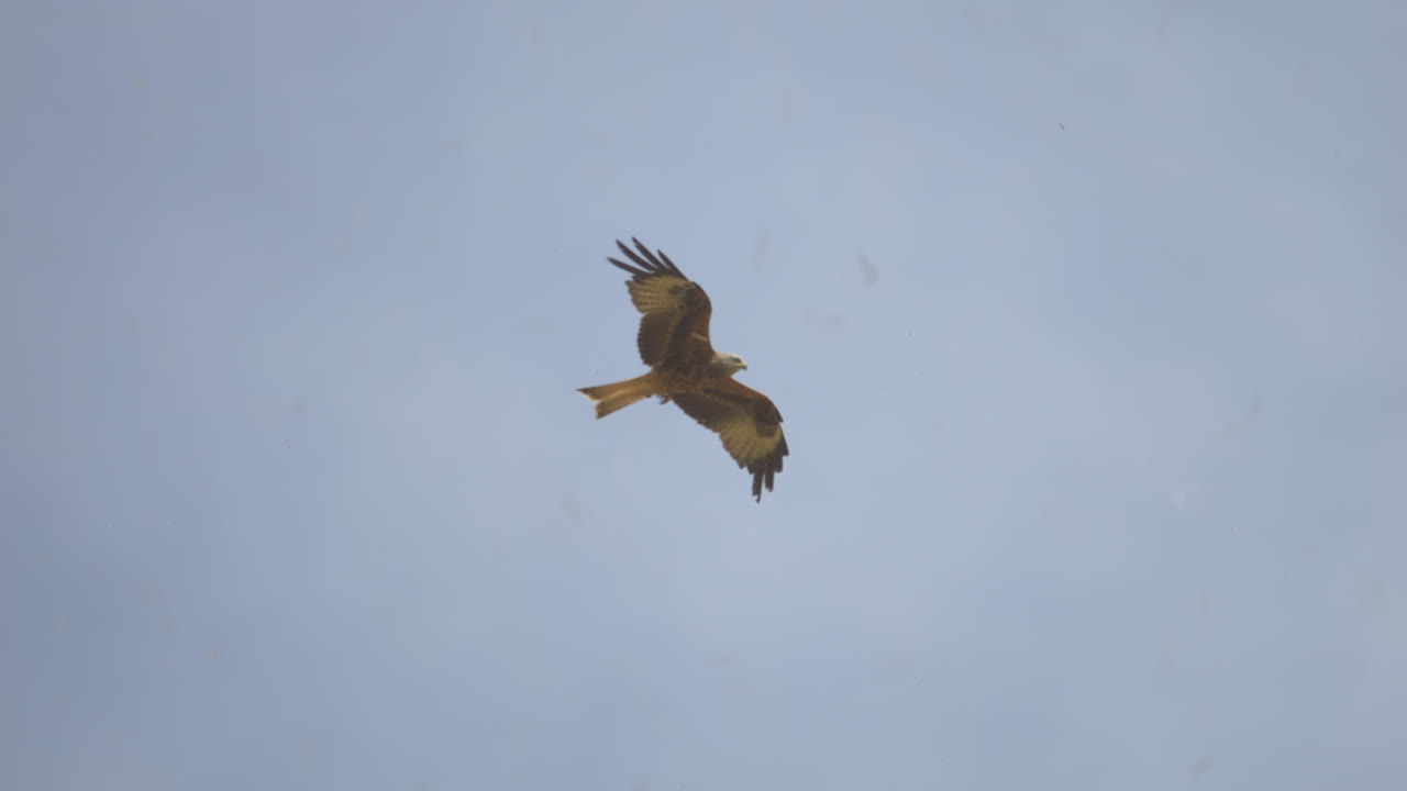cometa roja milvus volando en el aire durante un día nublado, tiro de pista de cerca