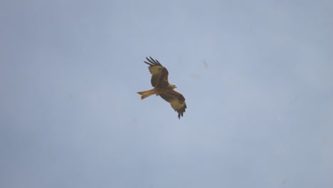 red kite milvus soaring in the air during cloudy day, close up track shot