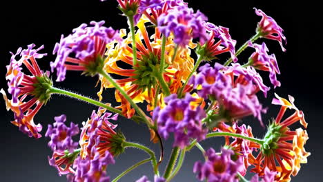 primer plano de las coloridas flores de lantana