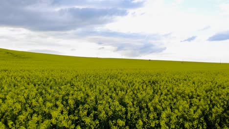 Campo-De-Colza-Amarillo-Y-Cielo-Pintoresco-Con-Nubes---Toma-Aérea-De-Drones