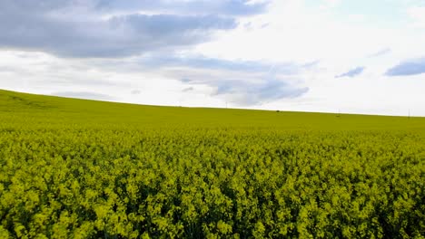 campo de colza amarillo y cielo pintoresco con nubes - toma aérea de drones