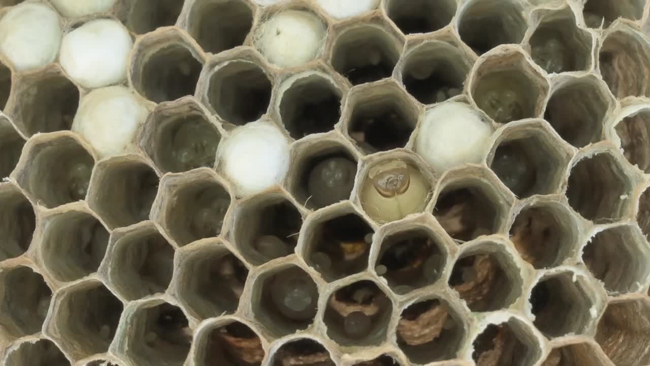 Wasp larva grows inside honeycomb cells, demonstrating insect life cycle