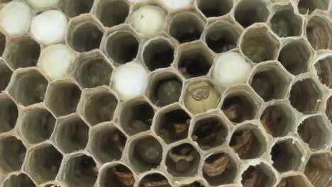 wasp larva grows inside honeycomb cells, demonstrating insect life cycle