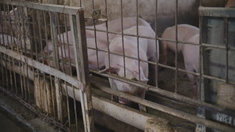 pigs in a farm pen