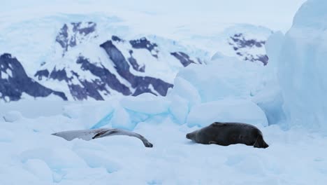 Antarctica-Wildlife-of-Crabeater-Seals,-Antarctic-Peninsula-Animals-of-Seal-Lying-Down-and-Sleeping-on-Blue-Ice-Iceberg-with-Beautiful-Mountains-Landscape-Scenery-and-Southern-Ocean-Sea-Water