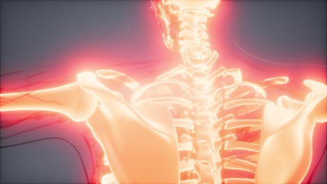 cuerpo humano transparente con huesos visibles