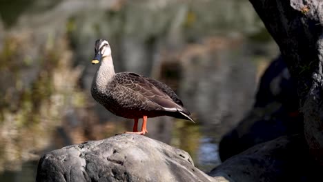 duck standing still, occasionally looking around