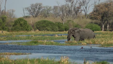 clip ancho de un toro elefante cruzando el río khwai desde la reserva de caza de moremi, botswana