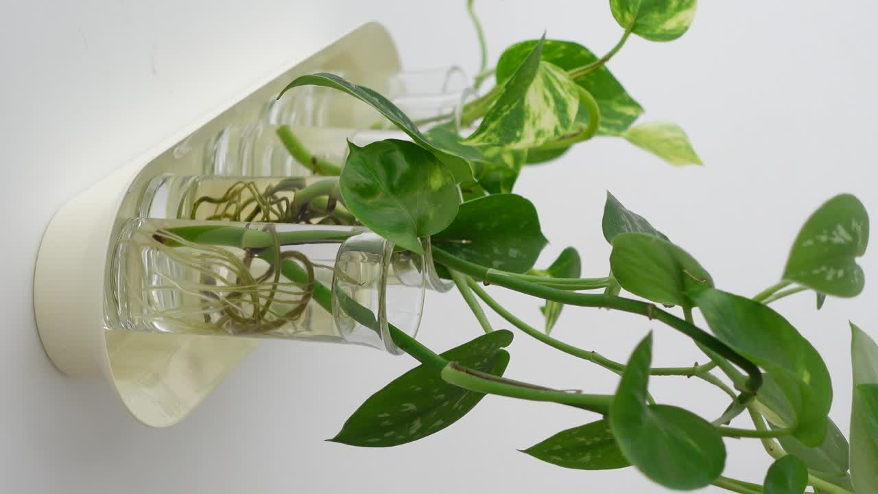 Golden Pothos Propagation in Water