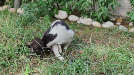 madre gato callejero alimentando a sus gatitos