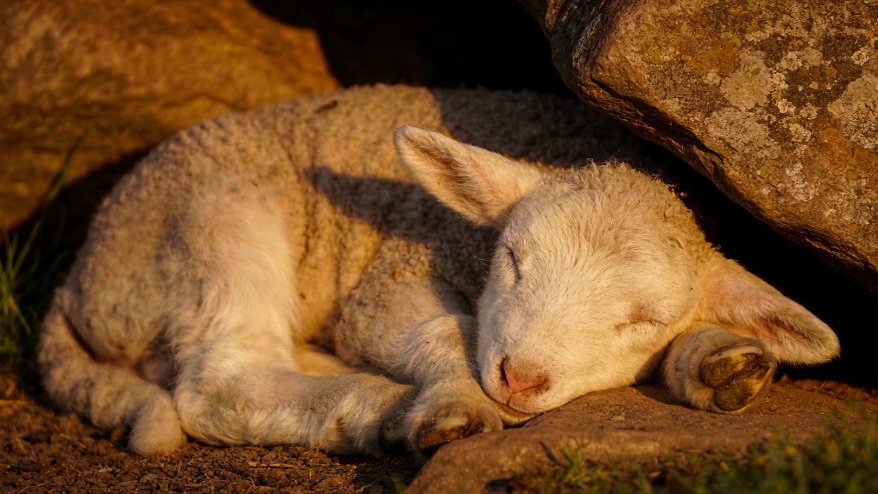 Cordero joven tomando el sol y durmiendo en un hueco de roca con líquenes bajo una luz cálida, respirando con movimientos de orejas.