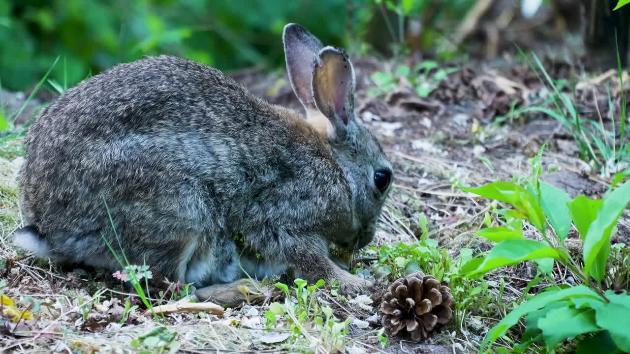 conejo en el bosque