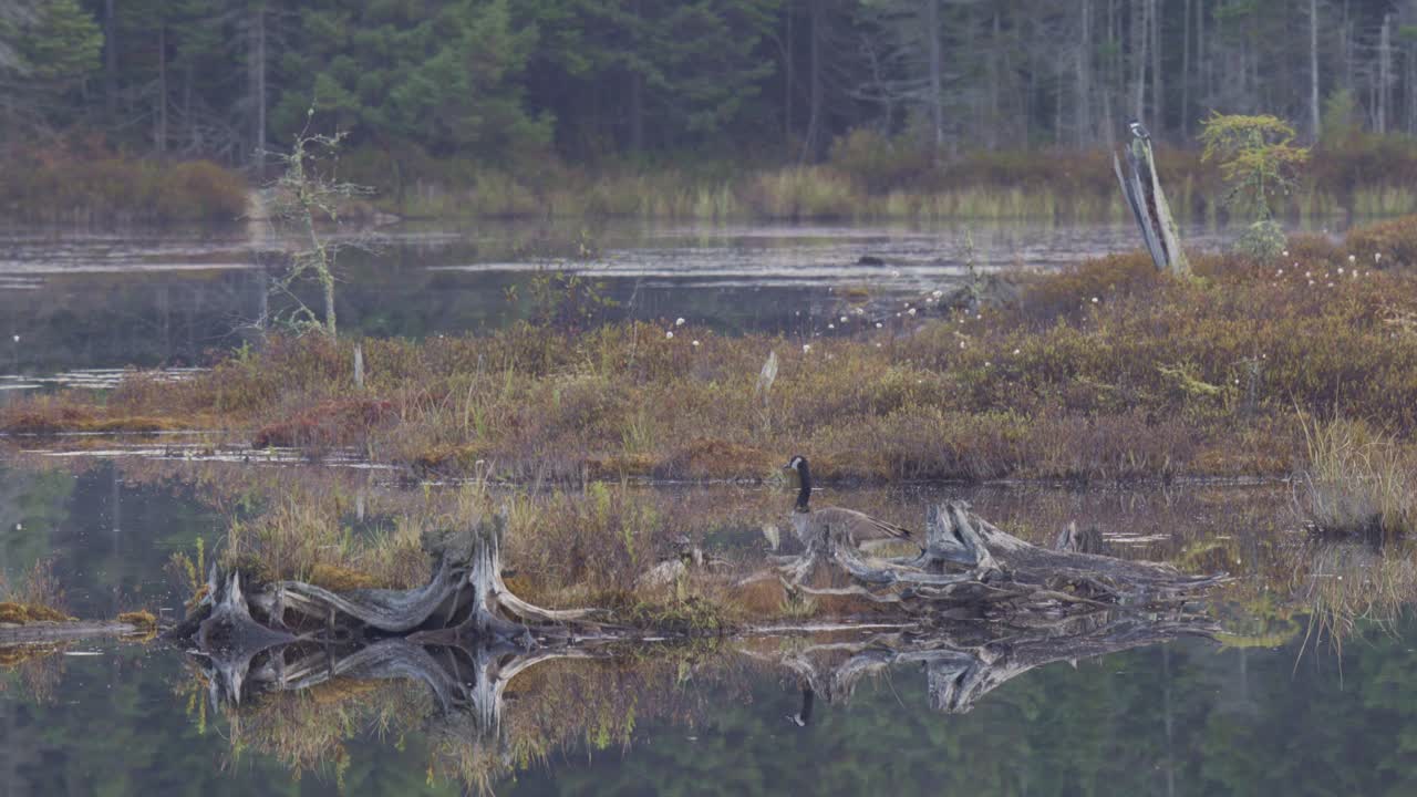 hermoso paisaje escénico con ganso de canadá, parque algonquin
