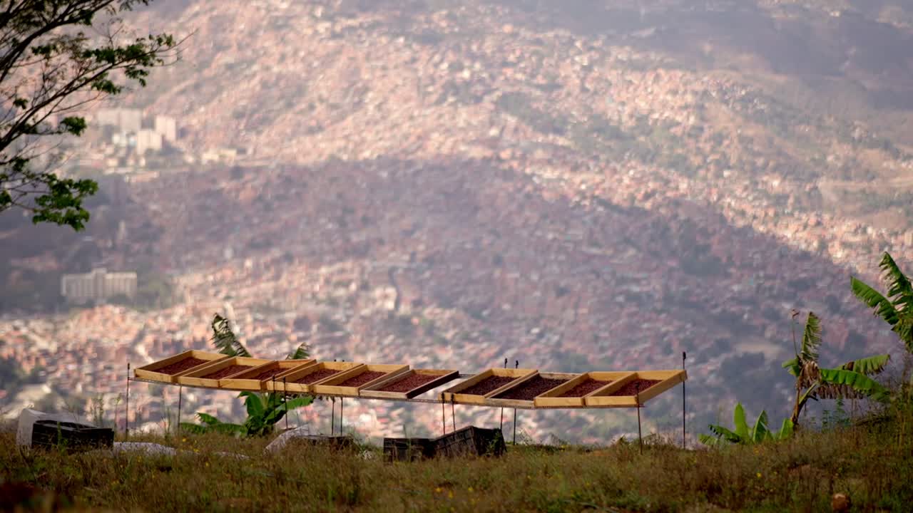 Wide view of African Raised beds for coffee beans drying in the sun and the wind with an urban landscape in the background.
