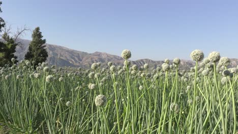campo de cebollas verdes vibrantes en plena floración, vista de cerca