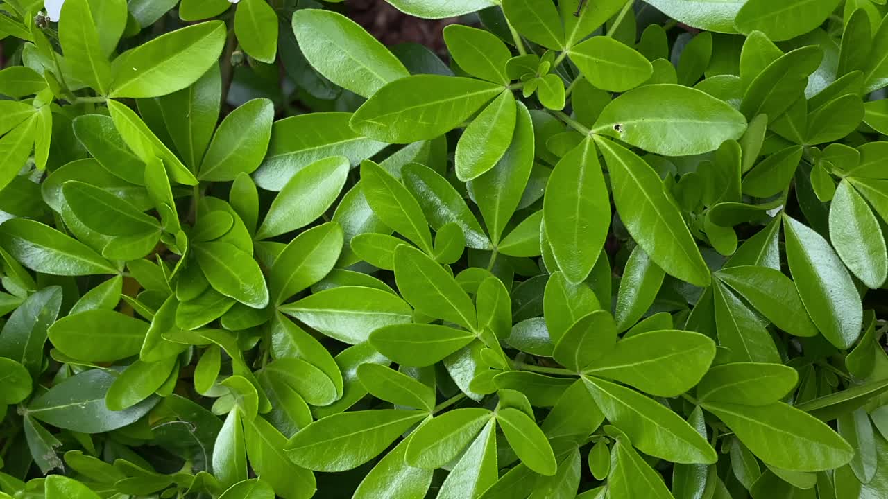 Leaves with beautiful lighting, green and lush, background