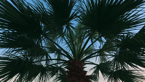 Palm tree leaves of evening sky background. Exotic holiday and vacation