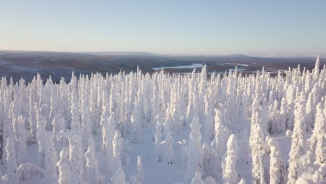 aerial view of flying above snowy trees open landscape in the background in pallas-yllas national park in lapland finland