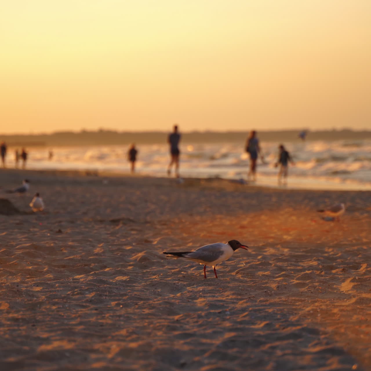 Seagulls walking on sandy beach with people in the evening. Many birds are looking for food on seashore at sunset.