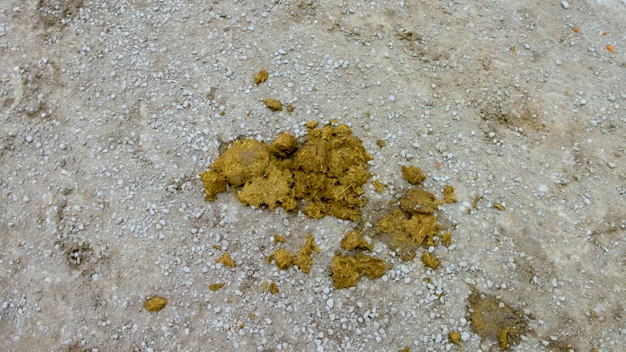 A static view of horse manure on a dirt path in Melbourne, Australia. Natural lighting and earthy tones dominate the scene