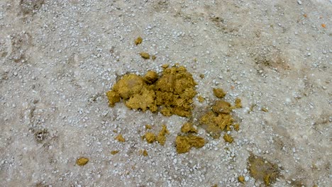 a static view of horse manure on a dirt path in melbourne, australia. natural lighting and earthy tones dominate the scene