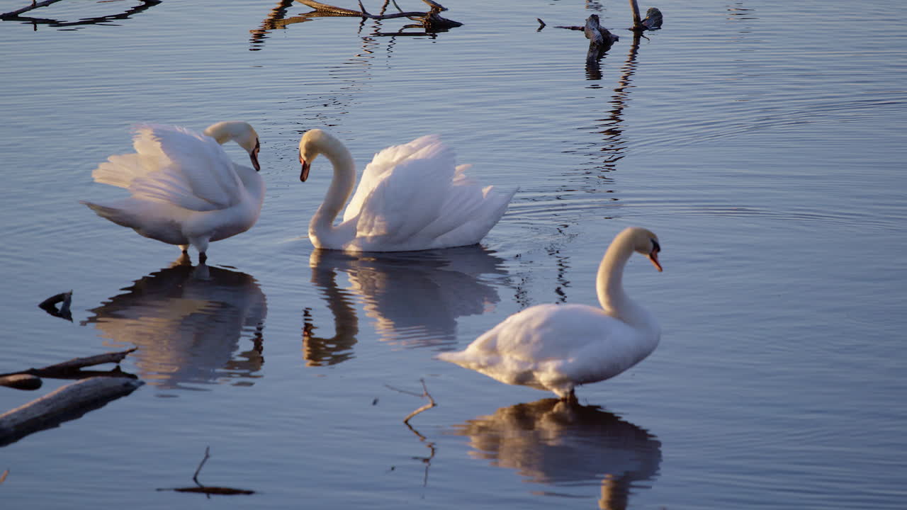 Preening swans and courtship behaviors in slow motion, set in a spring setting.
