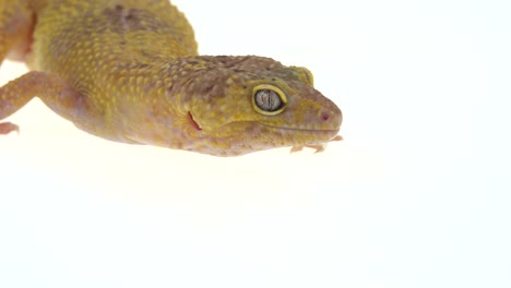 close-up of a leopard gecko