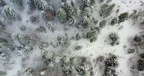 Vista-Aérea-Del-Bosque-Cubierto-De-Nieve-En-Las-Montañas