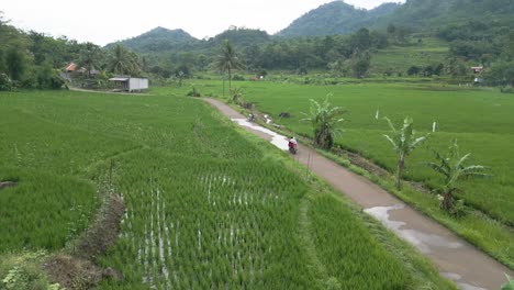 Motorbike-cruising-through-rural-rice-fields-area-of-Karawang,-Kutamaneuh,-Indonesia