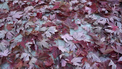 beautiful red maple leafs fallen on the sidewalk during peak autumn fall season