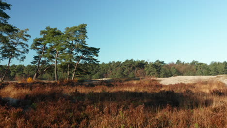 soester duinen nature reserve with heathland and green forest in utrecht, netherlands