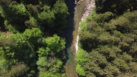 Droneshot-A-Vista-De-Pájaro-Siguiendo-Un-Arroyo-En-Un-Bosque