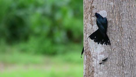 visto pegado al árbol mientras agita sus alas mientras raspa para obtener algo de comida de la corteza del árbol, el gran drongo de cola de raqueta dicrurus paradiseus, tailandia