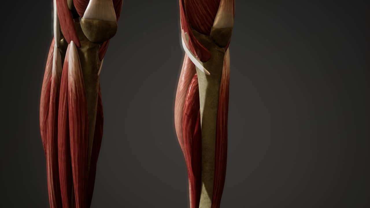 인간 신체 애니메이션의 근육 시스템