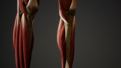 muscular system of human body animation